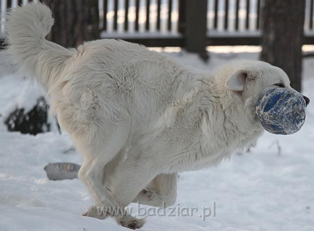Kaza Janvaris_3021.jpg - Owczarek Podhalański - KUM KARAVAGIO Badziar (16 miesięcy)
